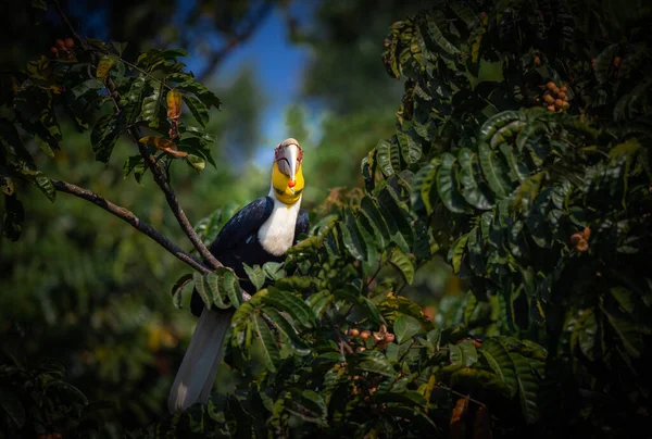 Mannetjesneushoornvogel Zittend Boomtak — Stockfoto