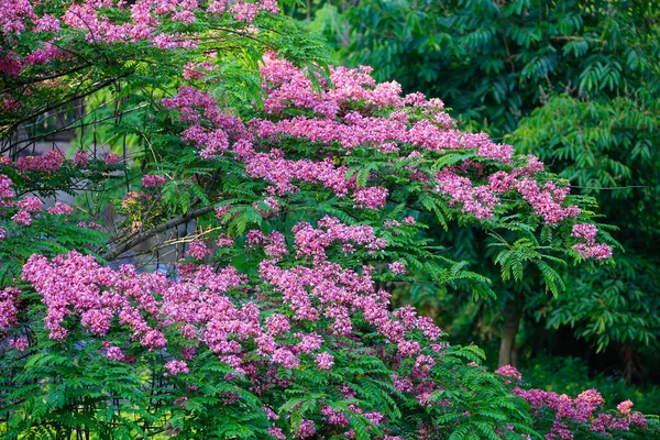 Pink Shower Tree Blossom Deep Jungle — Stock Photo, Image