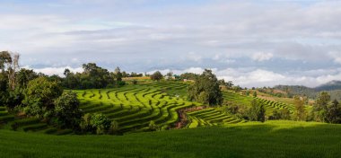 Yeşil pirinç tarlası terasında çimenler ve küçük kulübeler var ve uzak dağlarda sis denizi var..