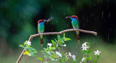 Mavi boğazlı arı yiyici ağaç dalında duruyor..