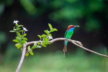 Mavi boğazlı arı yiyici ağaç dalında duruyor..