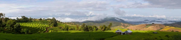 Green Rice Field Terrace Grass Small Huts Morning Have Sea — Stock Photo, Image