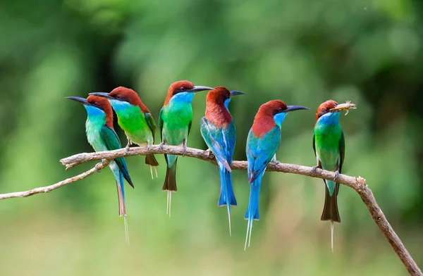 Een Groep Blauwkeelbijeneter Die Een Boomstok Staat — Stockfoto