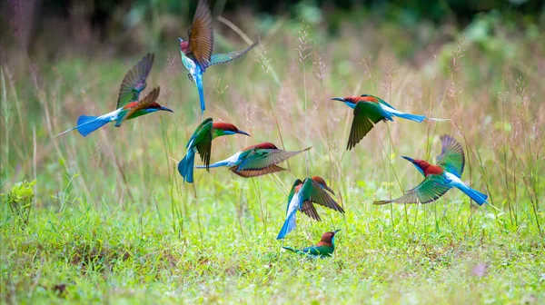 一群蓝喉的食蜂人在绿草地里飞来飞去 — 图库照片