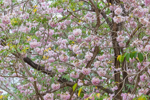 Fiore Tromba Rosa Nell Ora Legale — Foto Stock