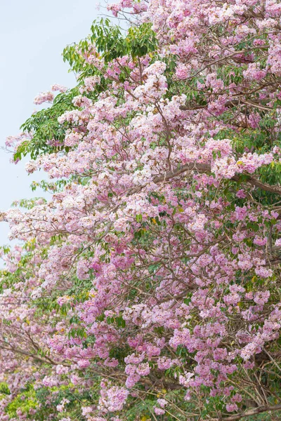 Fiore Tromba Rosa Nell Ora Legale — Foto Stock