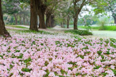 Pembe trompet ağacı çiçek açar ve yere düşer..