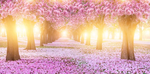 Roze Trompetboom Bloesem Vallen Grond Met Licht Ochtend Stockfoto