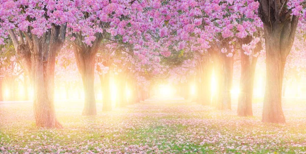 Roze Trompet Boom Bloesem Vallen Grond Romantische Loopbrug Met Licht Stockfoto