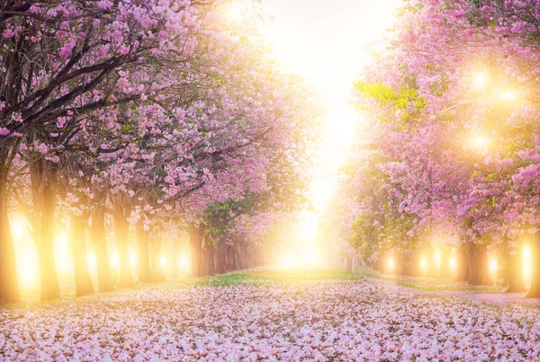 粉红的小号 花儿绽放 落在地上 是一条浪漫的小径 清晨阳光普照 免版税图库照片