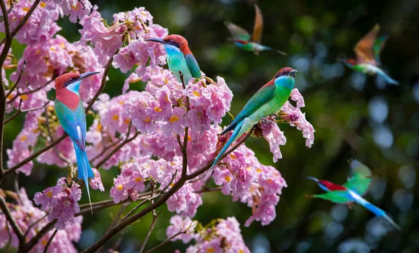 Group Blue Throated Bee Eater Standing Pink Trumpet Tree Flower — Stockfoto