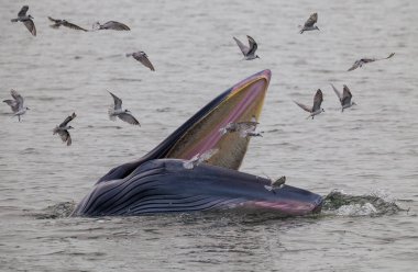 Bryde 'ün balinası Tayland tropikal denizinde küçük balıkları yemeye ve üzerinde martıların uçmasına gidiyor..