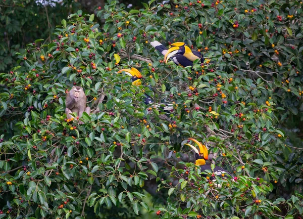 Μεγάλη Hornbills Και Μαϊμού Τρώει Φρούτα Στο Δέντρο Στο Τροπικό — Φωτογραφία Αρχείου