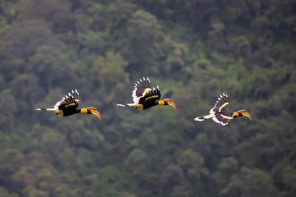 Gruppo Great Hornbills Che Volano Nella Giungla — Foto Stock