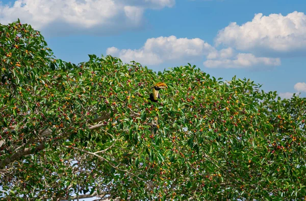 Grote Neushoornvogel Eet Fruit Jungle — Stockfoto