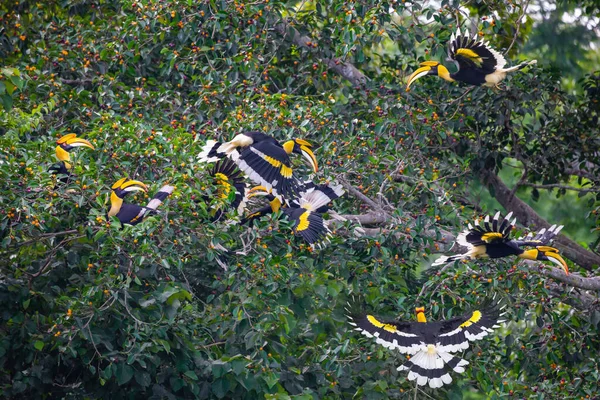 Grupo Grandes Hornbills Comiendo Fruta Selva —  Fotos de Stock