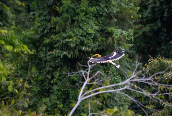 Grote Neushoornvogel Vliegend Jungle — Stockfoto