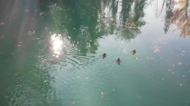 İnsansız hava aracı görüntüleri. Bir ördek sürüsü, suda düşen sonbahar yaprakları arasında güzel mavi bir gölde yüzer. Güneşin parlaklığı sudan yansıyor.