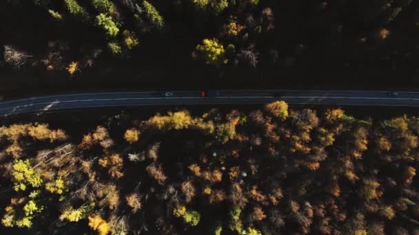 Drone carros de filmagem dirigir ao longo de uma estrada estreita floresta entre árvores de outono. — Vídeo de Stock