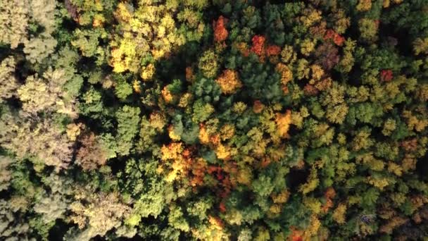 ドローンからの空中映像。美しい秋のカラフルな森。暖かくて明るい色 — ストック動画