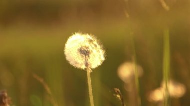 Günbatımı arka planında karahindiba yakın plan. Doğa, altın saatin yumuşak altın ışığından geçiyor.