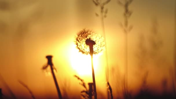 Dandelion close-up em um fundo do pôr do sol. Natureza através da luz dourada suave da hora dourada — Vídeo de Stock