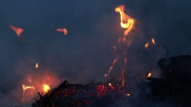 Fuego en el campo de una hierba seca de cerca. Incendio forestal en primavera, hierba seca y árboles en humo y llamas — Vídeo de stock