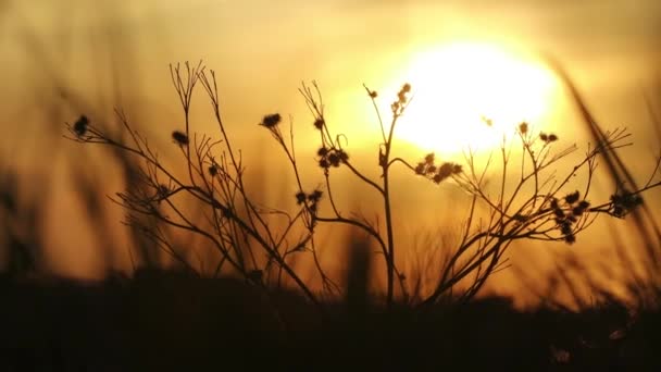 日没の光を背景に草やとげのシルエット — ストック動画
