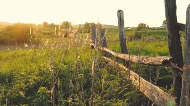 Старая шаткая изгородь в заросшем поле на фоне закатного света. Летние цвета — стоковое видео
