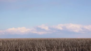 Zaman ayarlı video yağmur bulutları ufukta boş bir bahar tarlasının arka planında süzülür
