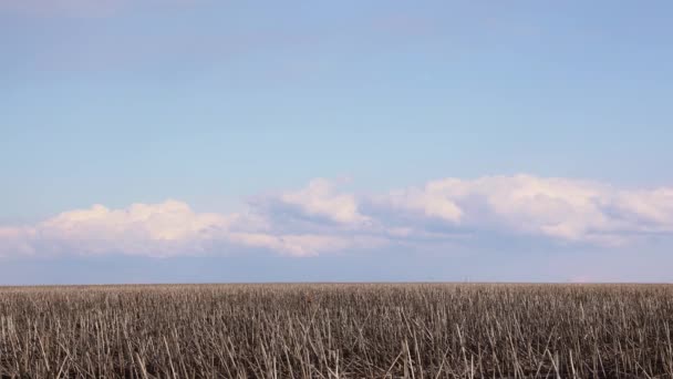 Timelapse vídeo nuvens de chuva flutuar longe no horizonte contra o fundo de um campo de primavera vazio — Vídeo de Stock