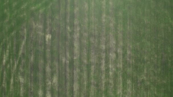 Vista aérea de um campo agrícola verde. Imagens de drones belos prados no campo — Vídeo de Stock