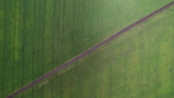 緑の農業分野を横断道路の4k空中ビュー。田舎の美しい牧草地のドローン映像。フラットフレーム上から下へ — ストック動画