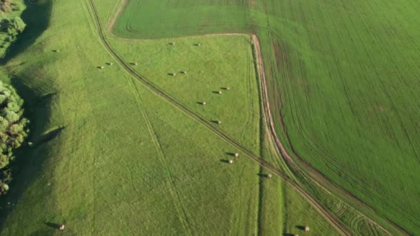 Αεροφωτογραφία ενός πράσινου γεωργικού τομέα. Drone πλάνα όμορφα λιβάδια στην ύπαιθρο — Αρχείο Βίντεο