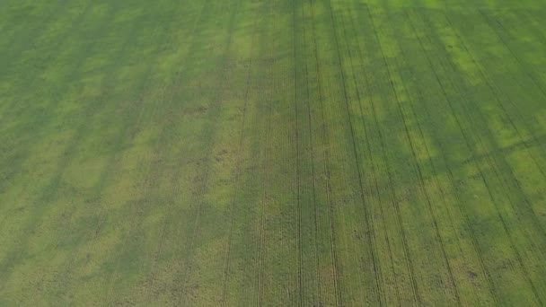 Vista aérea de um campo agrícola verde. Imagens de drones belos prados no campo — Vídeo de Stock