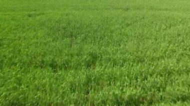 Yeşil tarım alanının havadan görünüşü. İnsansız hava aracı kırsaldaki güzel otlakları görüntüler.
