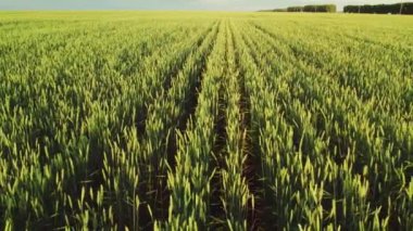 Havadan yaz için yeşil buğday tarlasına bakın. Yeni tahıl mahsulü
