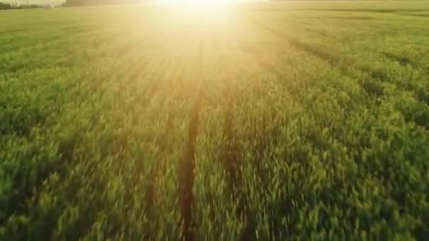 Voo de drone sobre um campo de trigo. 4K Vista superior dos campos agrícolas ao pôr do sol. — Vídeo de Stock