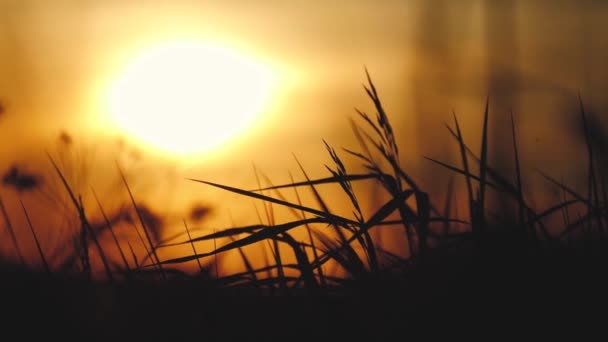 Silhuetas de grama e espinhos em um fundo de luz do pôr do sol — Vídeo de Stock