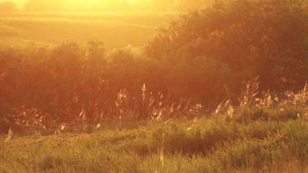 Natureza e plantas contra o fundo da luz do pôr do sol. Cores de verão — Vídeo de Stock