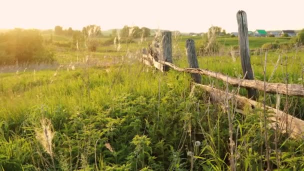 Παλιός ετοιμόρροπος φράχτης σε ένα κατάφυτο χωράφι με φόντο το φως του ηλιοβασιλέματος. Χρώματα καλοκαιριού — Αρχείο Βίντεο