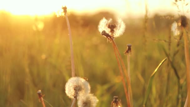 Dandelion close-up em um fundo do pôr do sol. Natureza através da luz dourada suave da hora dourada — Vídeo de Stock