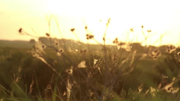 Silhuetter av gräs och törnen på en bakgrund av solnedgång ljus — Stockvideo