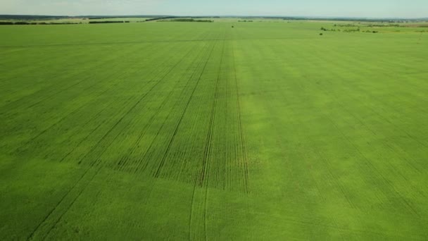 Luchtfoto van een groen landbouwgebied. Drone beeldmateriaal prachtige weiden op het platteland — Stockvideo