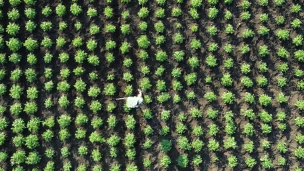 Des images aériennes temporelles d'une agricultrice spuds une récolte de pommes de terre. Artisanat sur les terres agricoles — Video