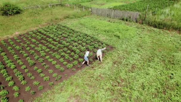 Vzdušné záběry dvou žen, farmářky, pomačkaly sklizeň brambor. Řemesla na zemědělské půdě. Zobrazení shora dolů — Stock video