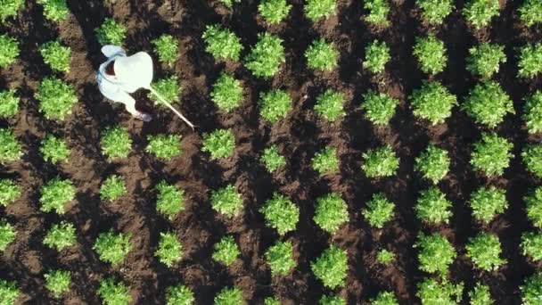 Luftaufnahmen zeigen, wie eine Bäuerin eine Kartoffelernte auswirft. Handwerk auf landwirtschaftlichen Flächen. Blick von oben nach unten — Stockvideo