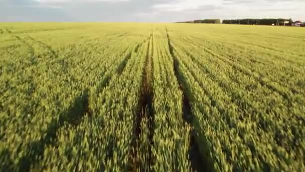 Voo de drone sobre um campo de trigo. 4K Vista superior dos campos agrícolas ao pôr do sol. — Vídeo de Stock