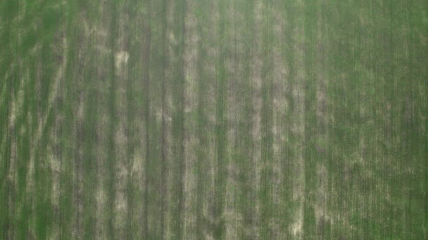 Vista aérea de um campo agrícola verde. Imagens de drones belos prados no campo — Vídeo de Stock