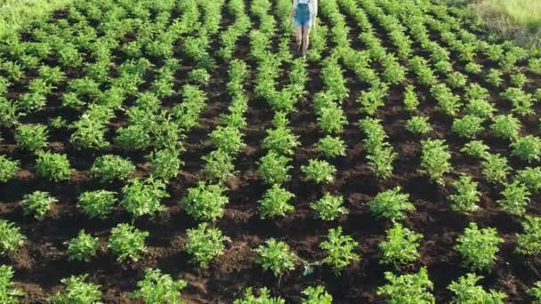 Aerial video of a woman walking among the crops of potatoes. Agriculture and work in the field for hilling crops — Stock Video